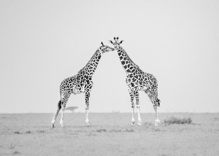 Giraffe affection