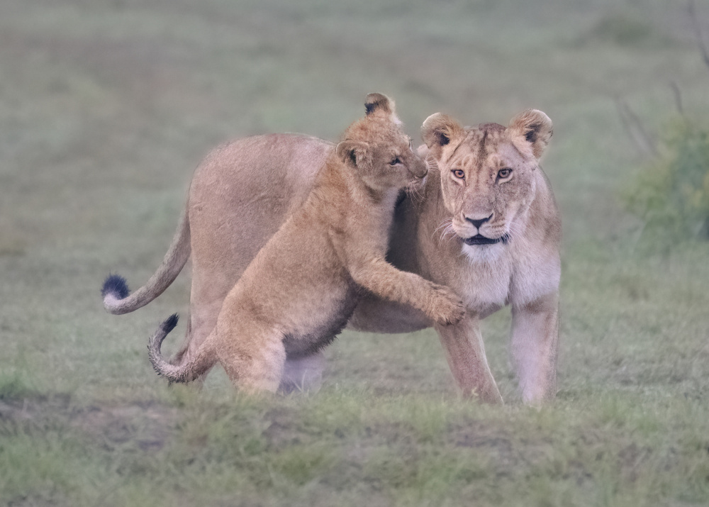 Mother and cub von Yang Jiao