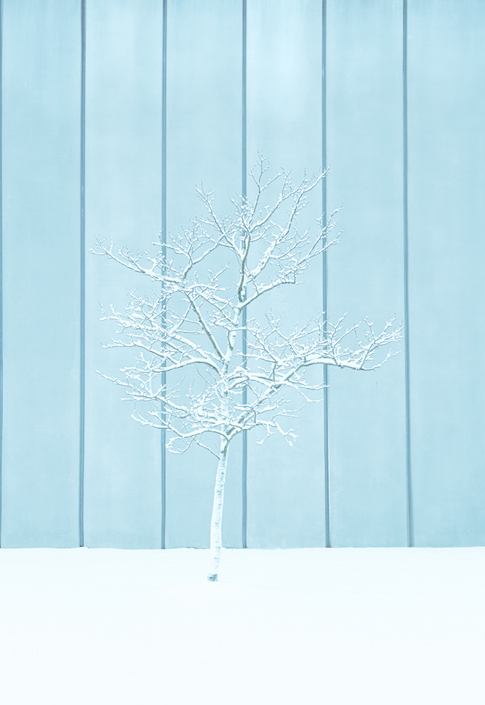 A lonely Snow Tree von Yanny Liu