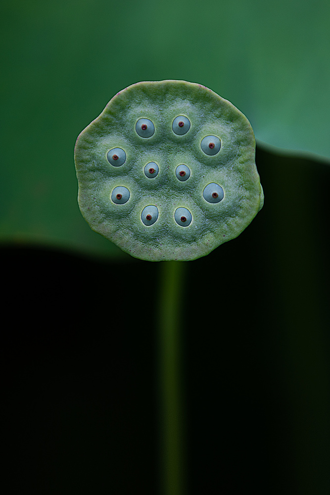 A lotus von Yanny Liu