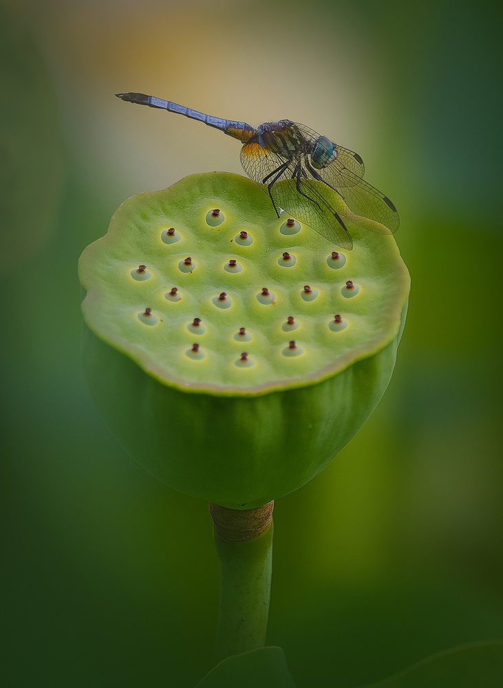 Dragonfly on Lotus von Yanny Liu