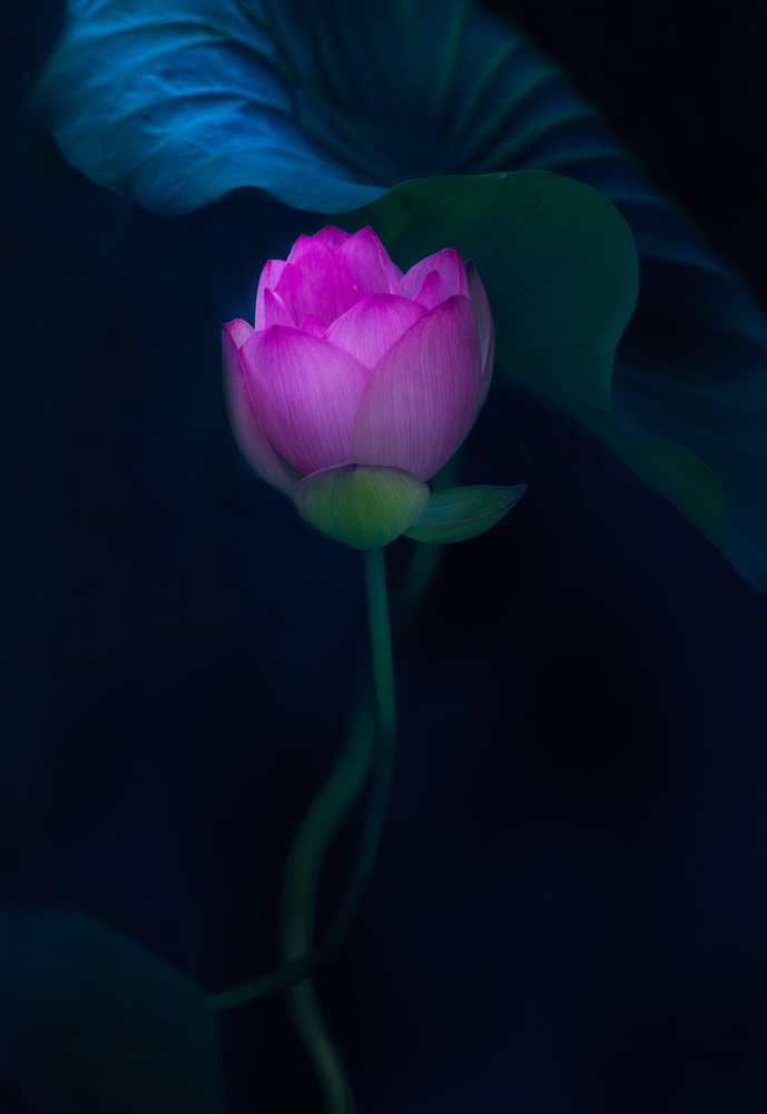 Lotus in light von Yanny Liu