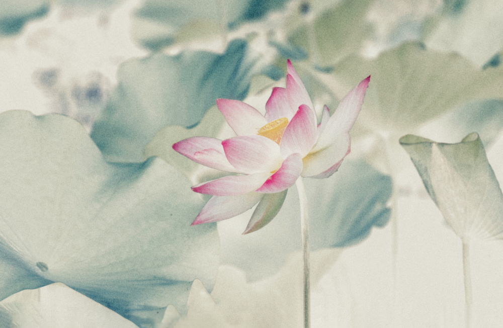 Pictorial_Lotus von Yanny Liu