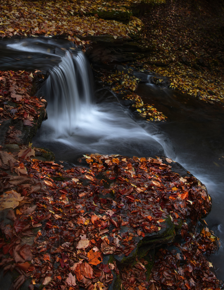 Red Leaves von Yanny Liu