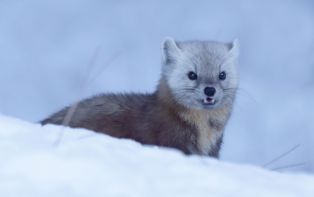 Pine Marten von Yanyan Gong