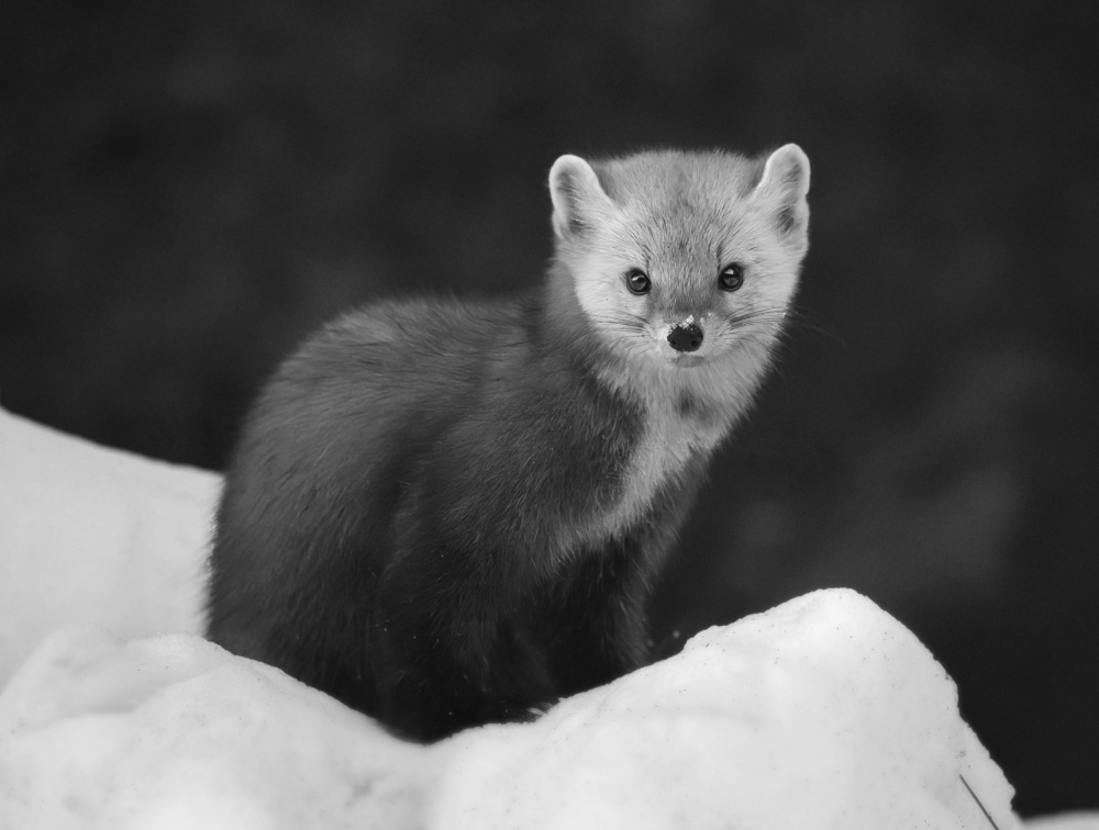 Pine Marten 3 von Yanyan Gong