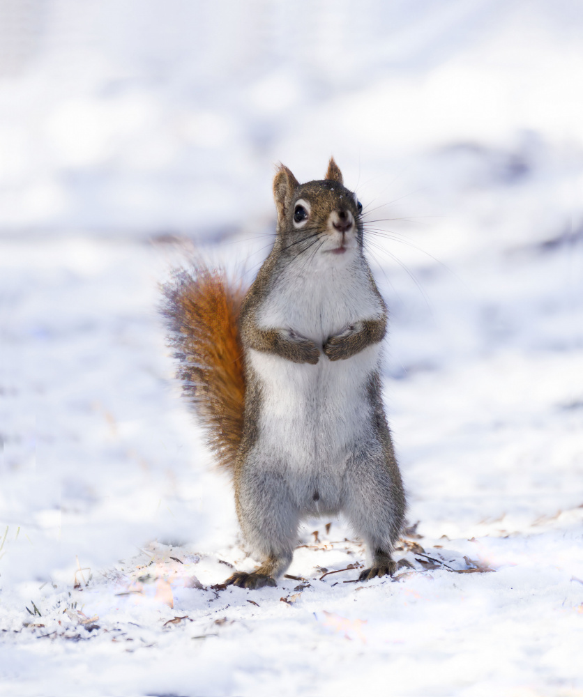 A curious red squirrel von Yanyan Gong