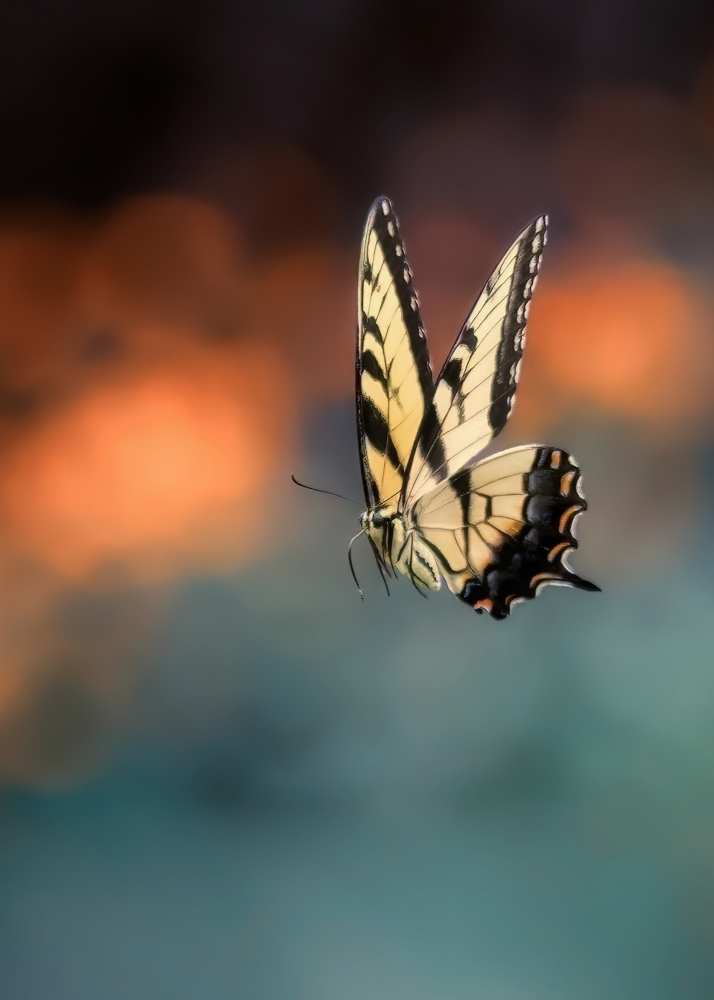 Flying Butterfly von Yanyu Shen