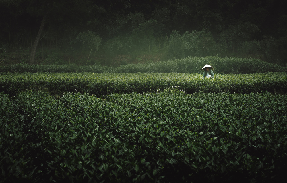 The Tea Picker von Yao Wu