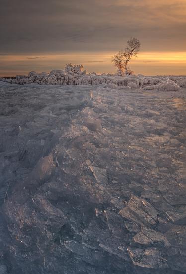 Ice-cream tree