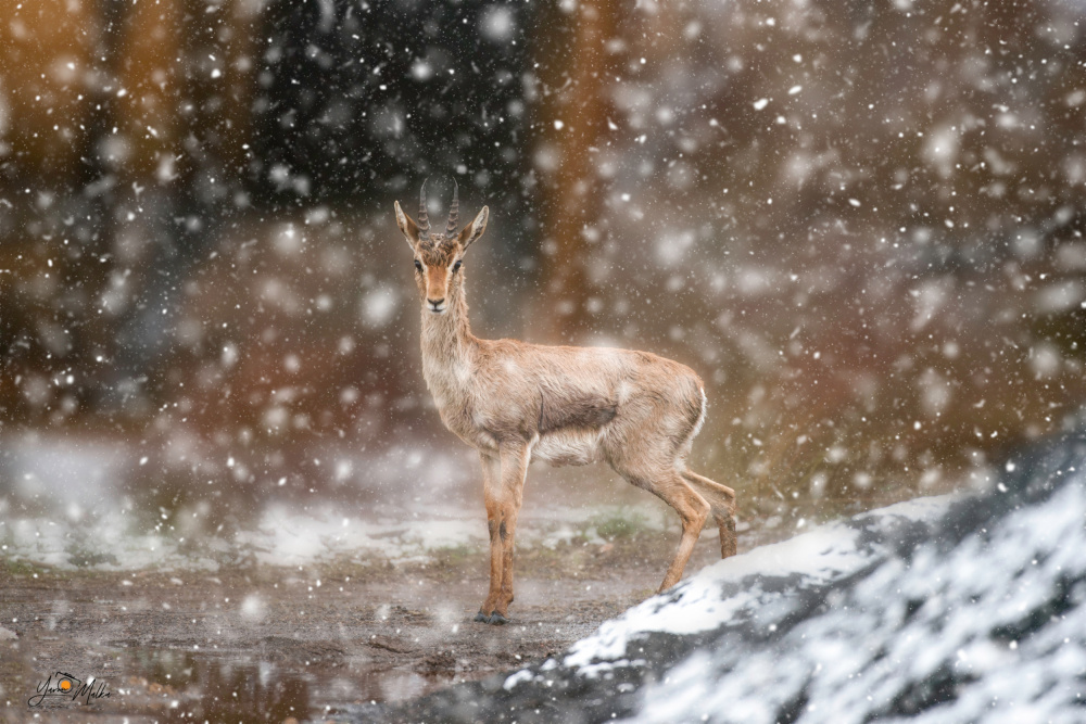 Bambi in the snow von Yaron Malka