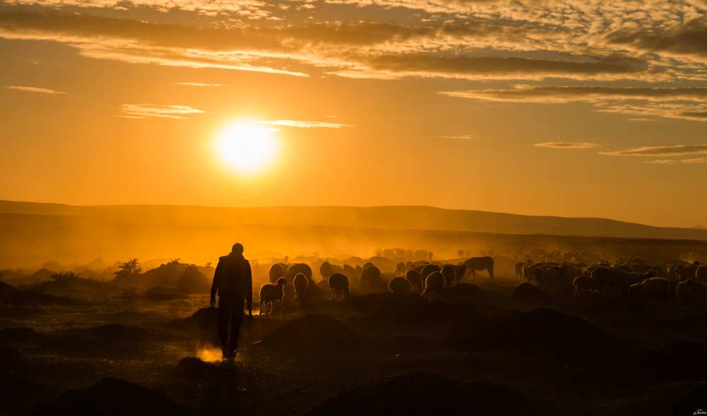 Shepherd and herd von yasarmetin