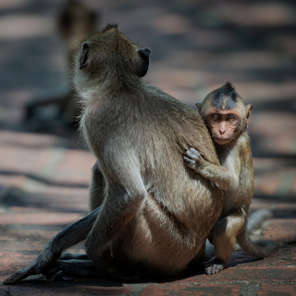 Baby Monkey von Yavuz Pancareken