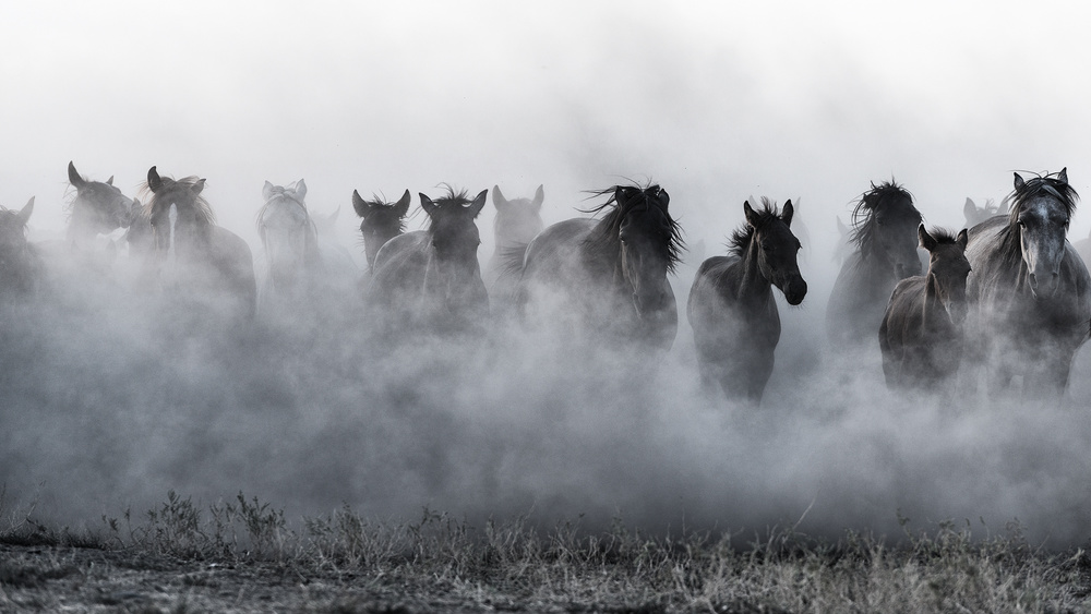 Mustangs von Yavuz Pancareken