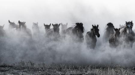 Mustangs