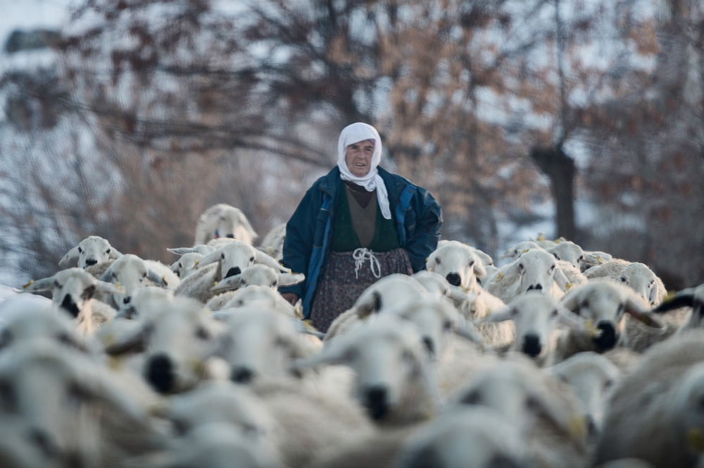 Taking Them Home von Yavuz Pancareken