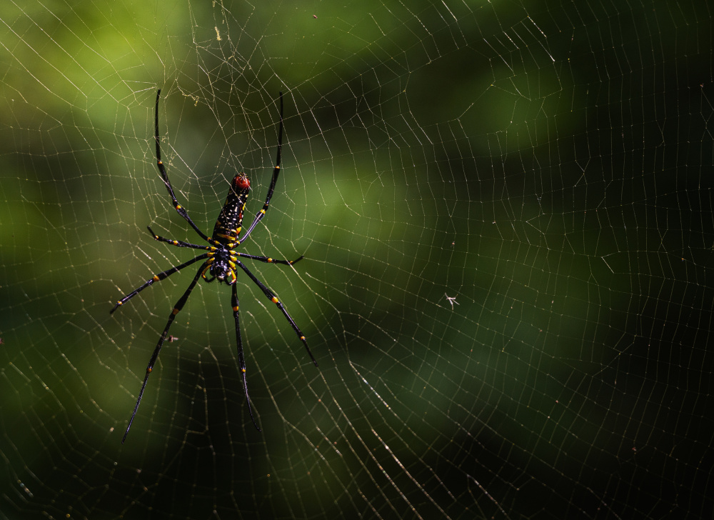 Waiting For Prey von Yavuz Pancareken