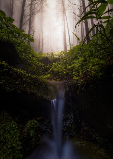 Misty Forest