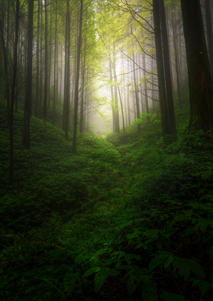 fogbound forest von Yezimao