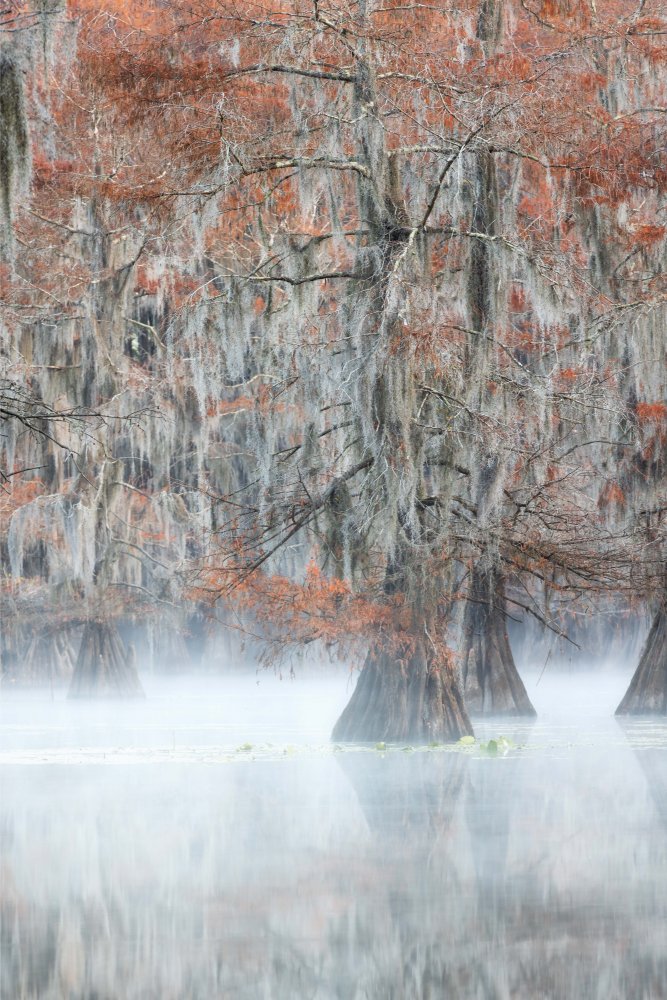 Cypress tree in fog morning von Yimei Sun