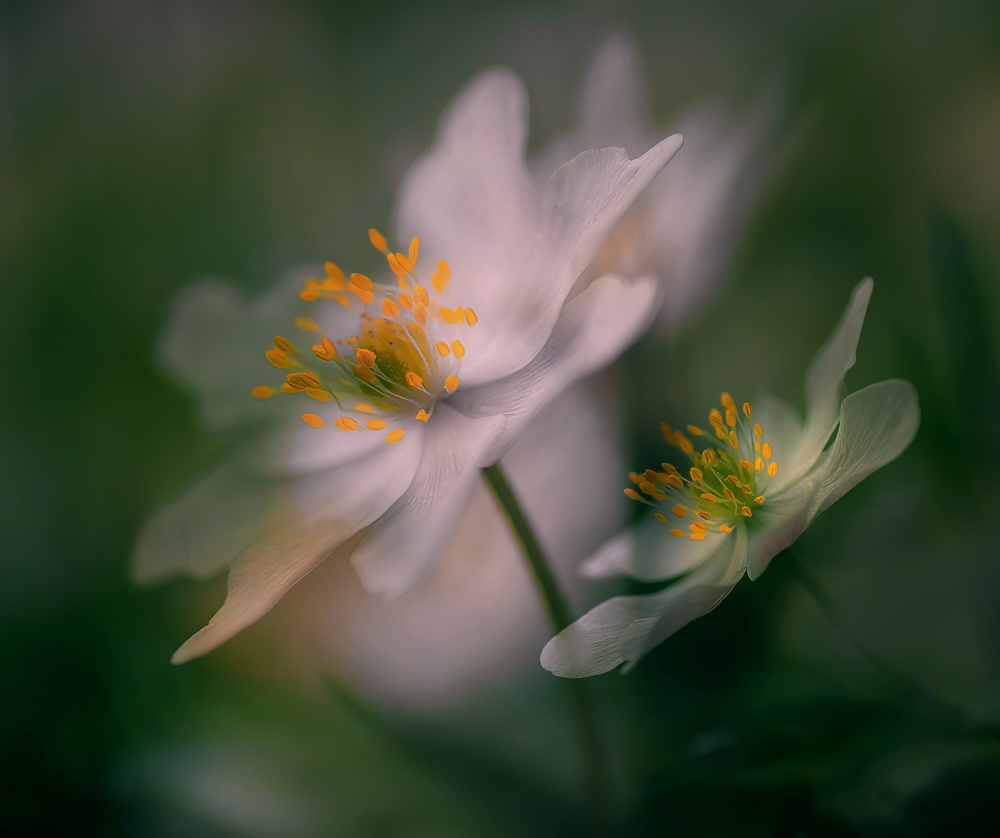 A glimpse of spring. von Ylva Sjögren