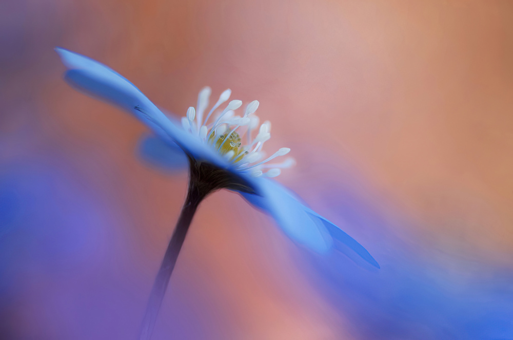 En blommas ljuvlighet. von Ylva Sjögren