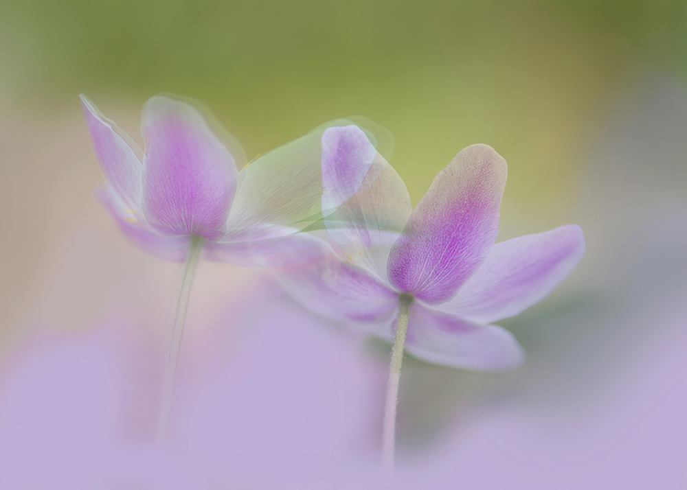 Purple dreams. von Ylva Sjögren