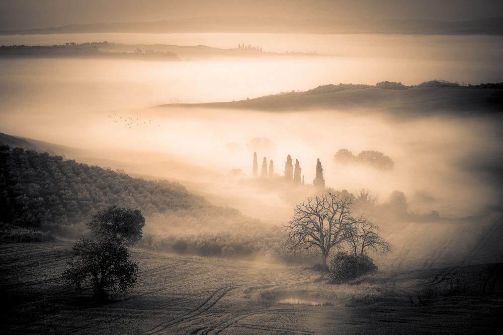 The lost trees von yoann