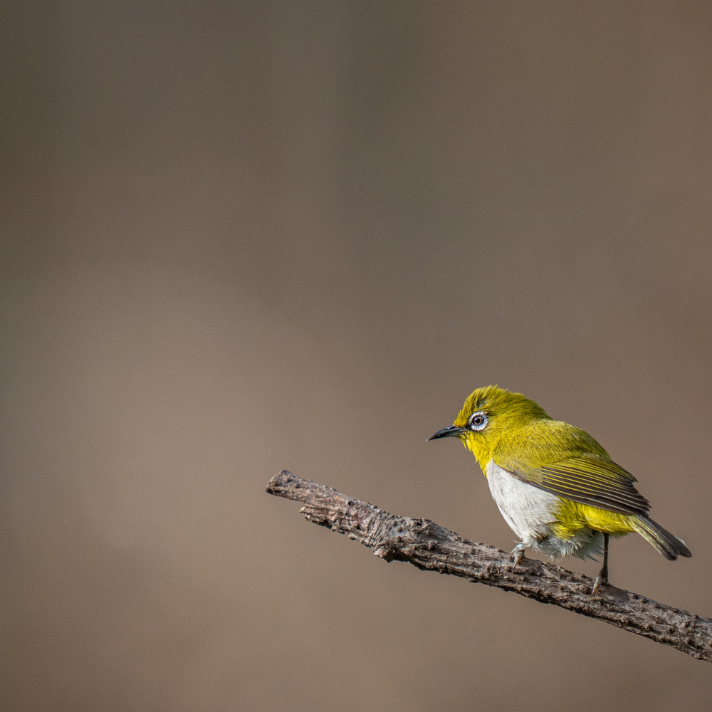 The White Eyed von Yogesh Bhatia