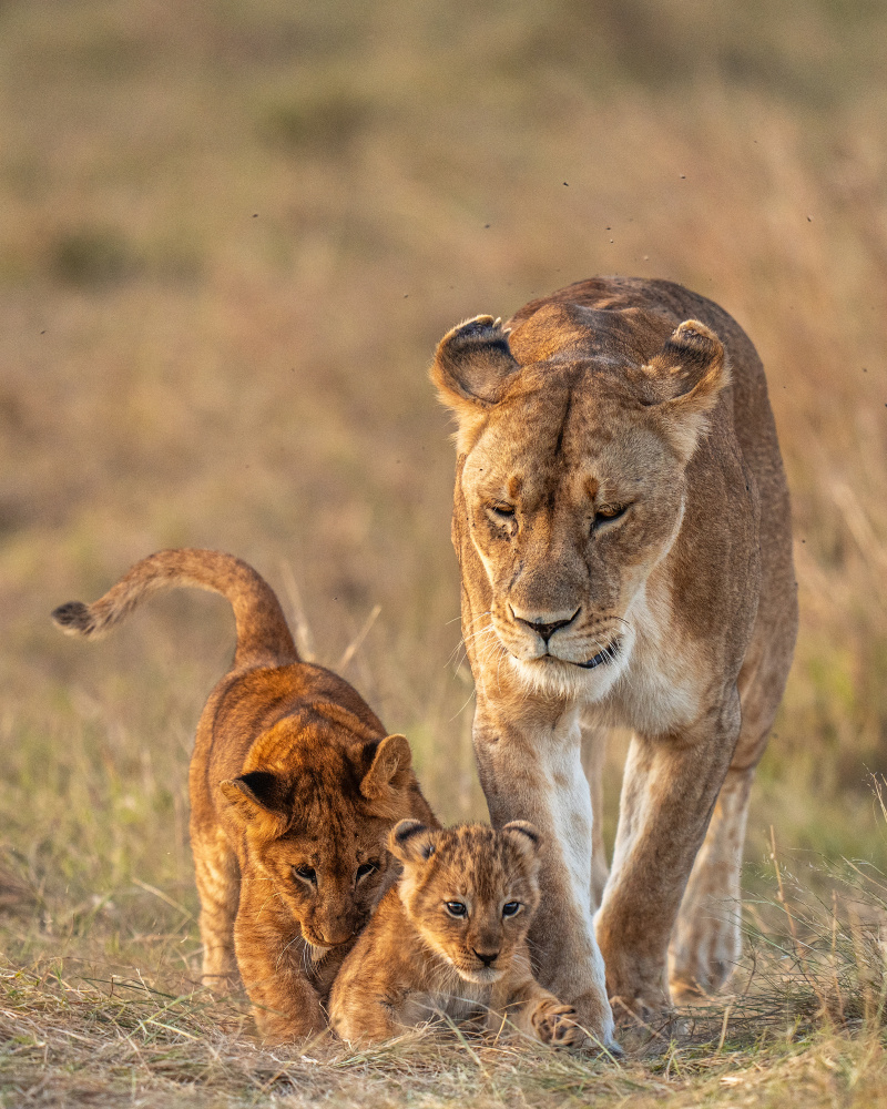 The Cuties von Yogesh Bhatia