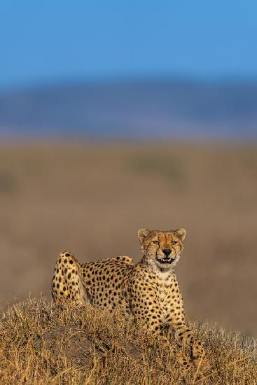 Cheetah