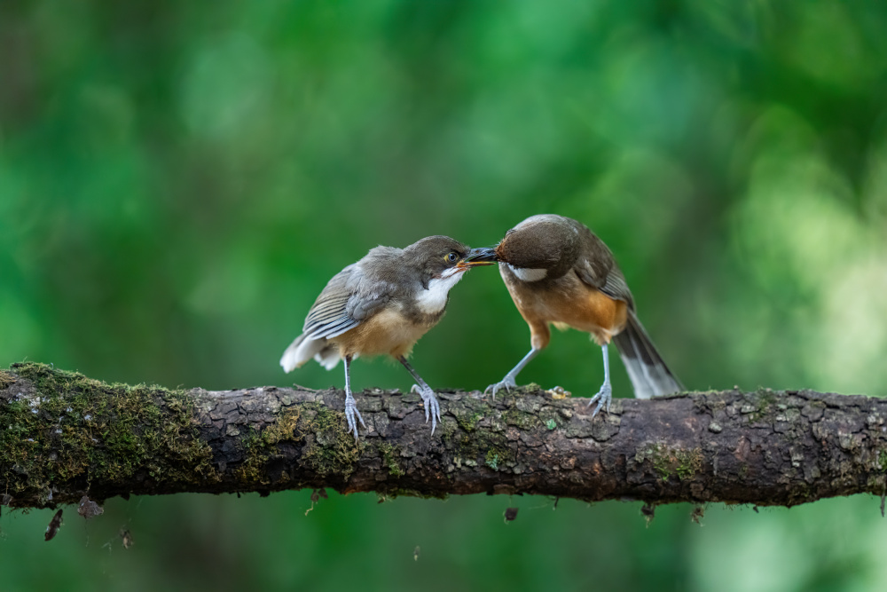 Mothers Love von Yogesh Bhatia