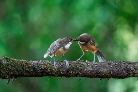 Mothers Love