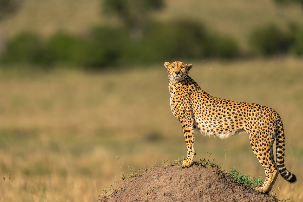 Beauty on Hill von Yogesh Bhatia