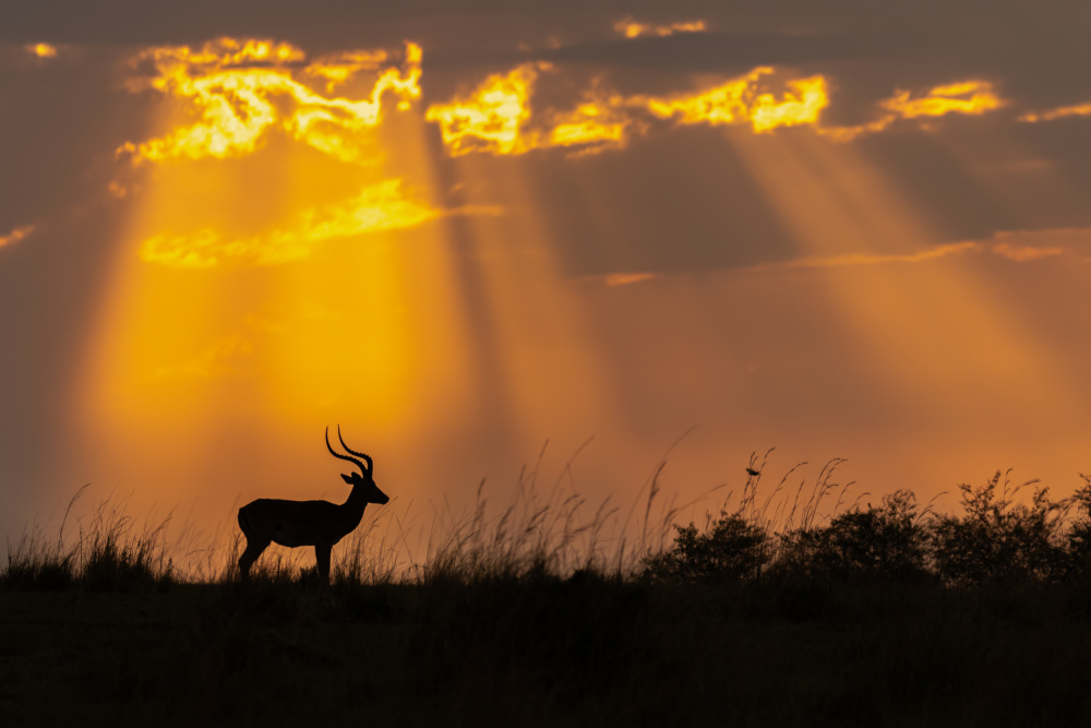 Rays Of Divinity von Yogesh Bhatia