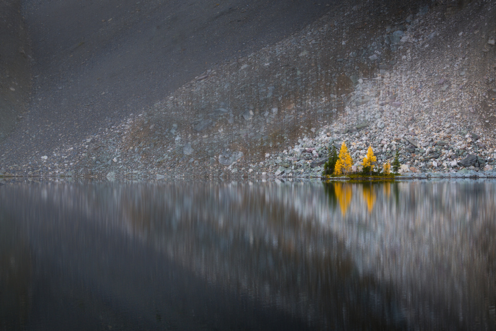 The Little Forest von Yongnan Li （李永男）