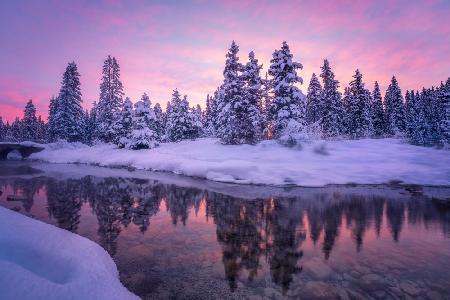 Forest Morning