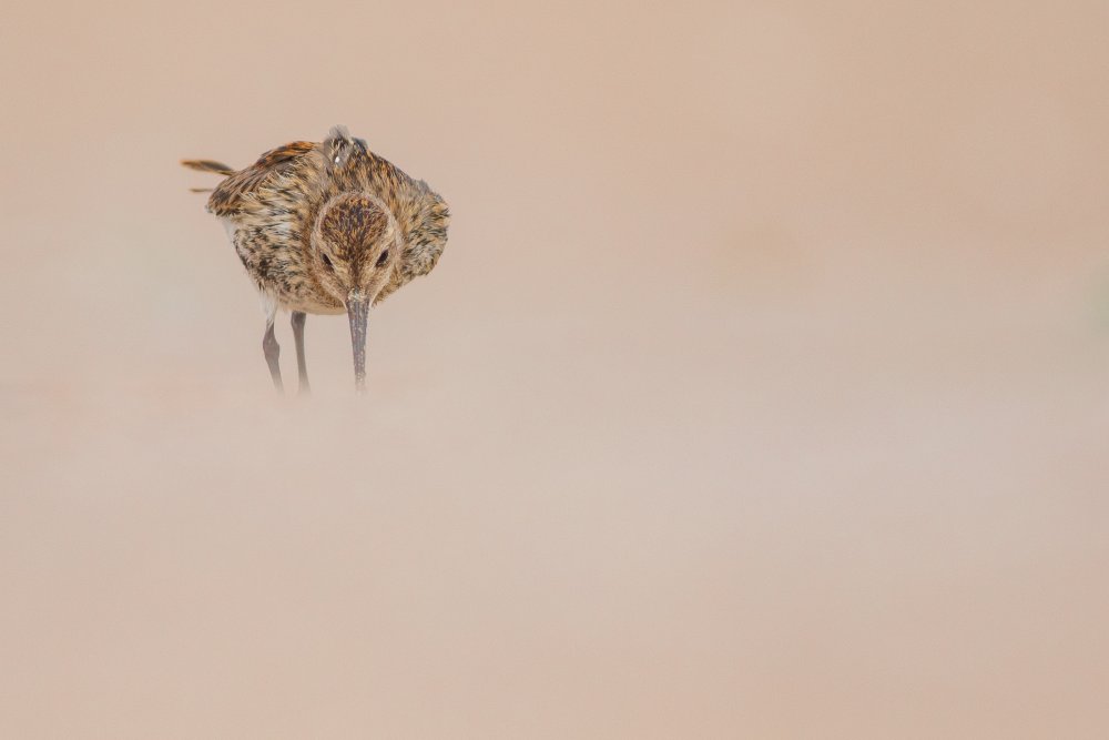 Dunlin von Yordan Vasilev