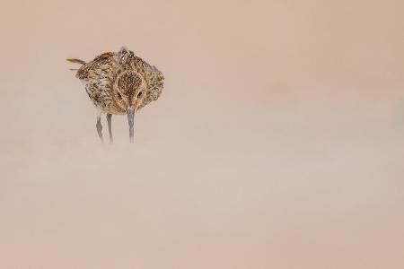 Dunlin