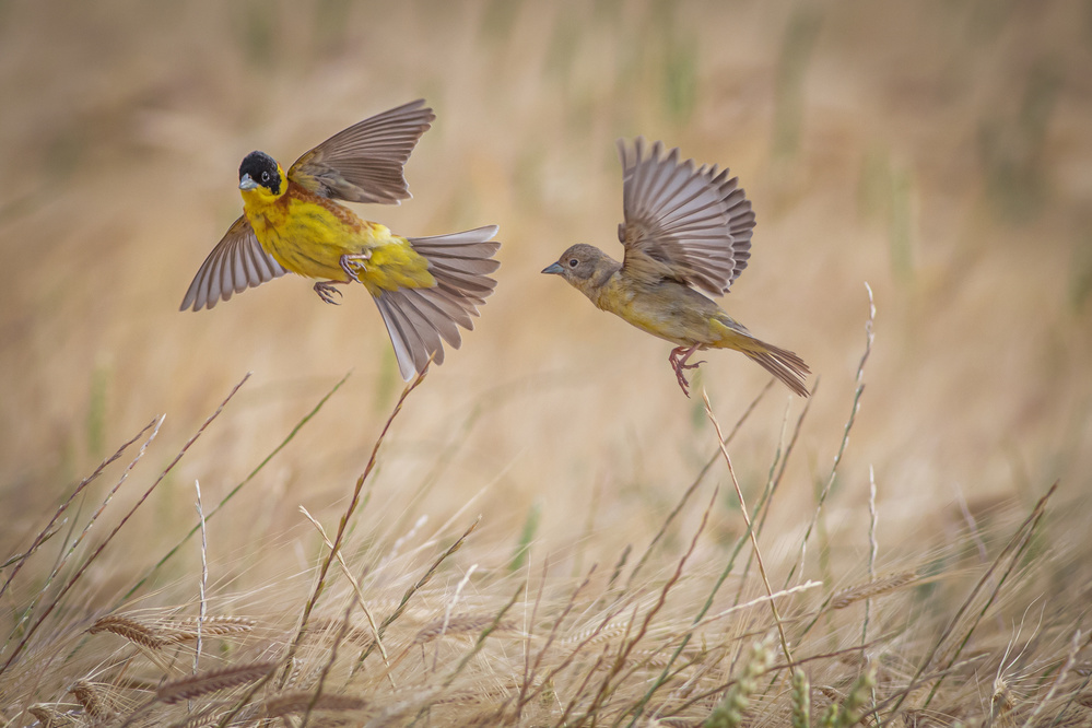 Black-headed buntings von Yordan Vasilev