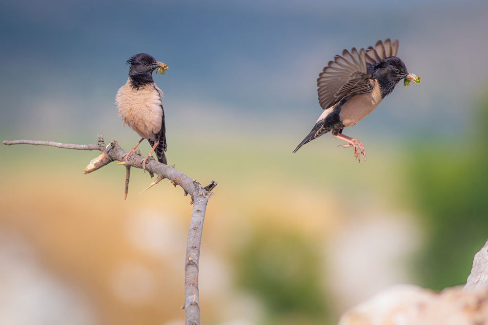 Rose starlings von Yordan Vasilev