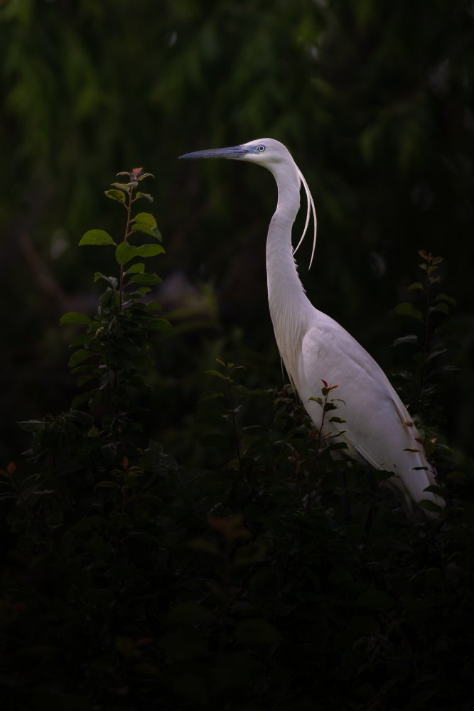 Little egret von Yordan Vasilev