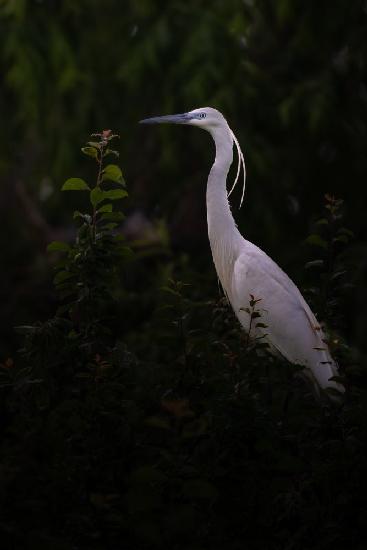 Little egret