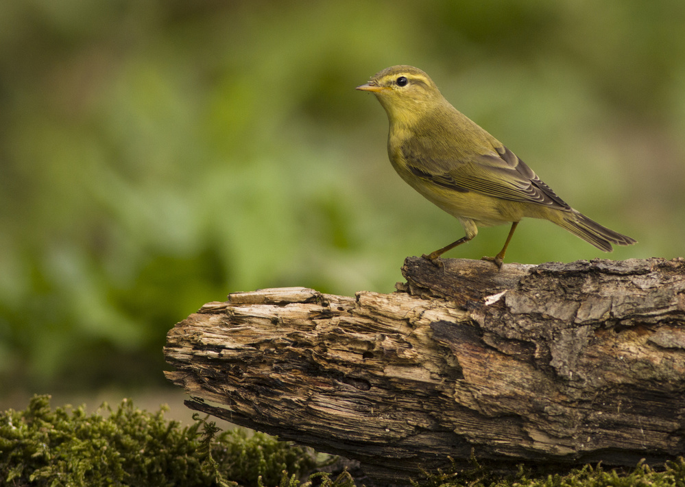 Willow warbler von Yordan Vasilev