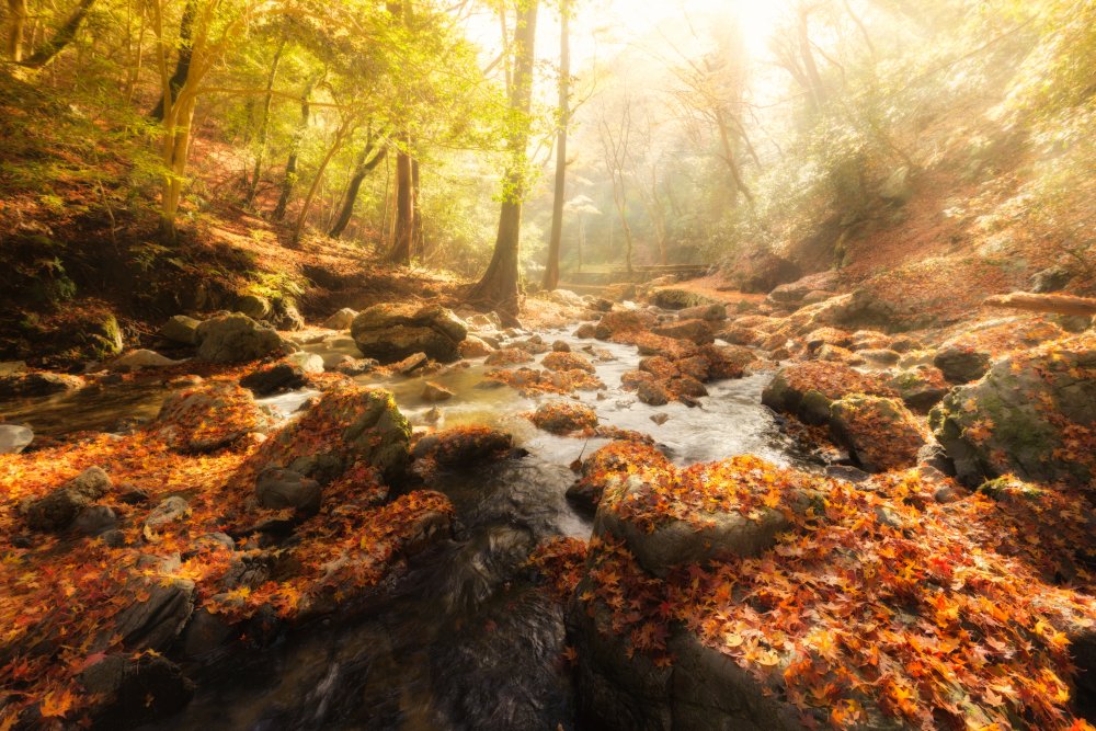 Autumn Journey von Yoshihiko Wada