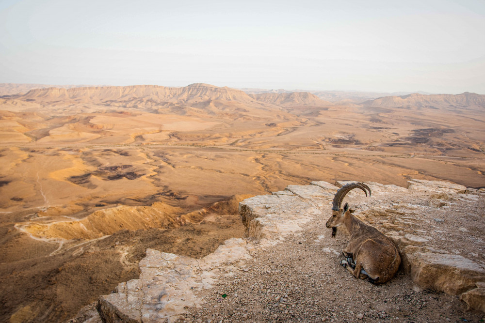 viewpoint von Yotam Kiper