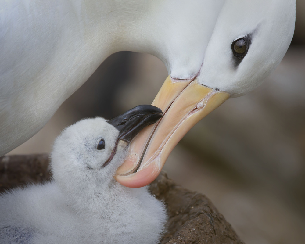 Touch von Young Feng