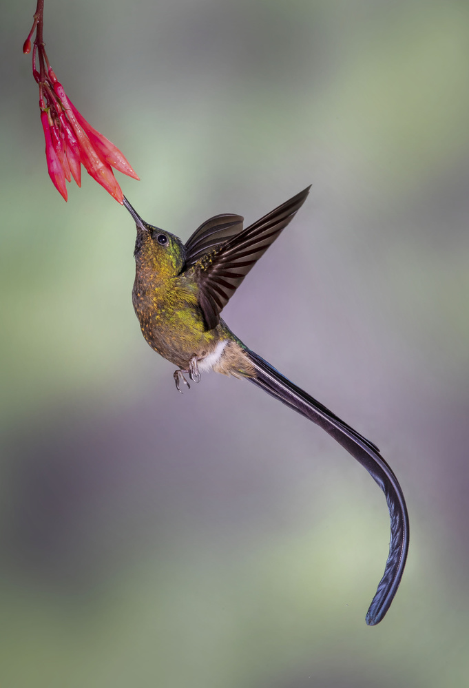 Elegant Violet-tailed Sylph von Young Feng