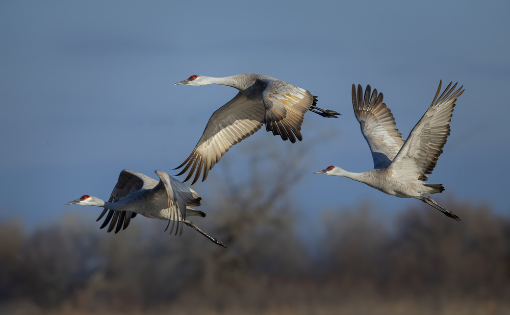 Spring migration von Young Feng