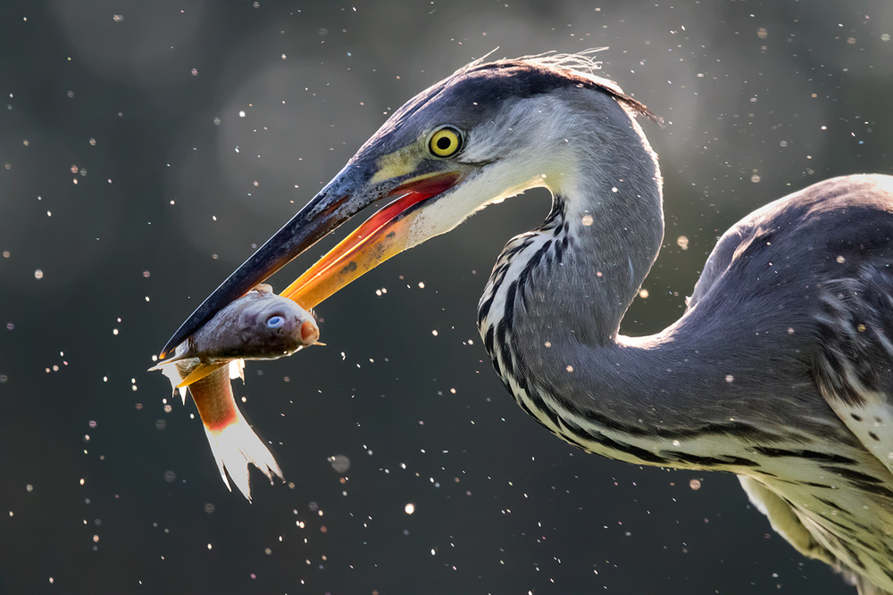 Grey Heron Catching Fish von Young Feng